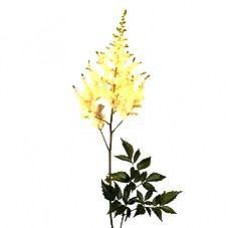 Astilbe - Cream